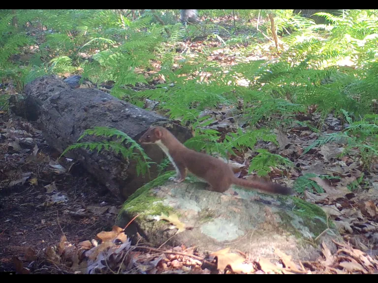 A Long-tailed Weasel in Framingham, photographed with an automatically triggered wildlife camera by Margaret McKane.