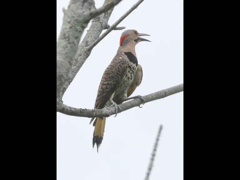 A Northern Flicker at Breakneck Hill Conservation Land in Southborough, photographed by Steve Forman.