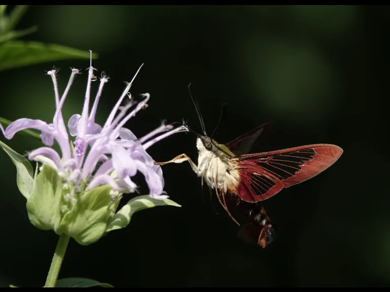 A hummingbird clearwing moth in Lincoln, photographed by Norm Levey.