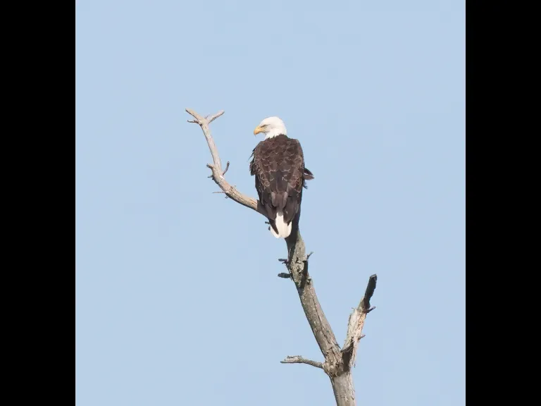 A Bald Eagle at the Sudbury Reservoir in Southborough, photographed by Steve Forman.
