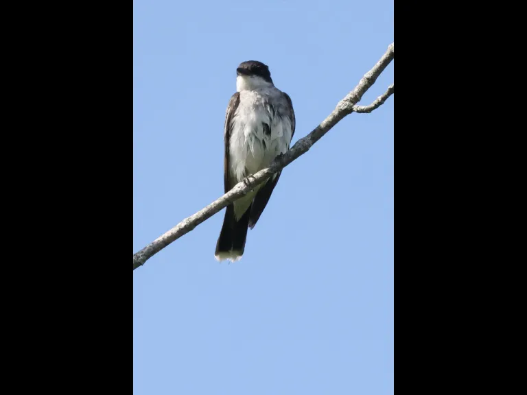 An Eastern Kingbird at Breakneck Hill Conservation Land in Southborough, photographed by Steve Forman.
