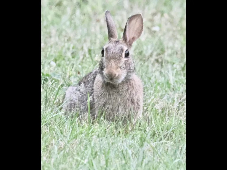 A Cotton-tailed Rabbit in Framingham, photographed by Steve Forman.