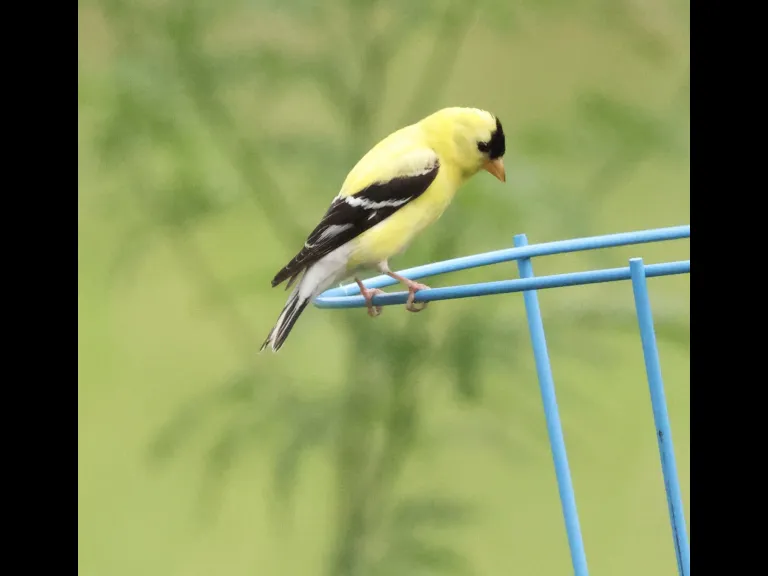 An American Goldfinch at Breakneck Hill Conservation Land in Southborough, photographed by Steve Forman.