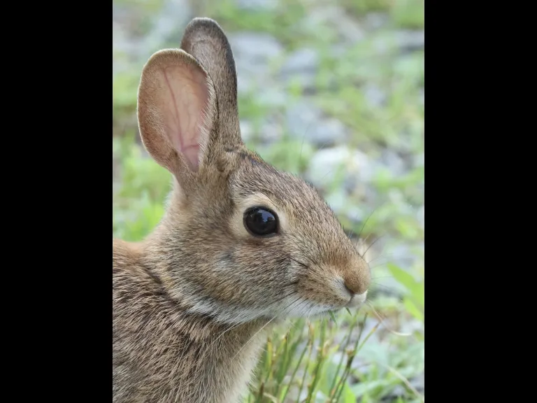 A Cotton-tailed Rabbit at Hager Pond in Marlborough, photographed by Steve Forman.