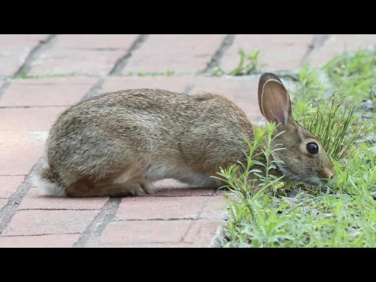 A Cotton-tailed Rabbit at Hager Pond in Marlborough, photographed by Steve Forman.