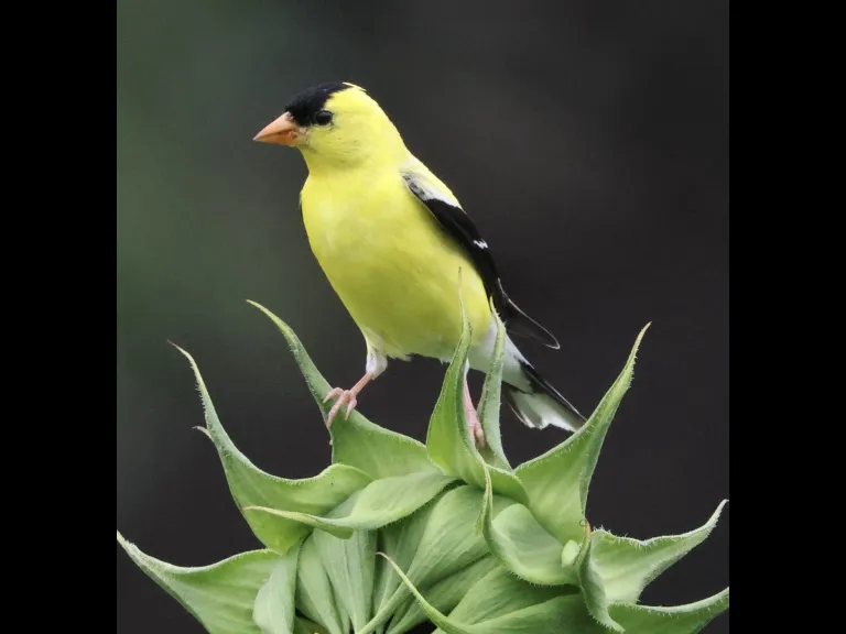 An American Goldfinch at Breakneck Hill Conservation Land in Southborough, photographed by Steve Forman.