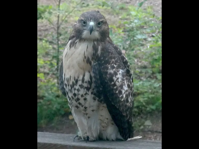 A Red-tailed Hawk in Sudbury, photographed by Laura Israel.