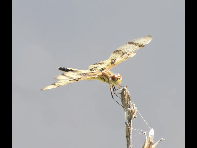 A Halloween Pennant at Hager Pond in Marlborough, photographed by Steve Forman.
