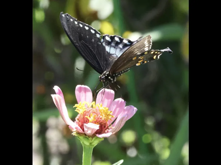 A Spicebush Swallowtail butterfly at Breakneck Hill Conservation Land in Southborough, photographed by Steve Forman.A Spicebush Swallowtail butterfly at Breakneck Hill Conservation Land in Southborough, photographed by Steve Forman.