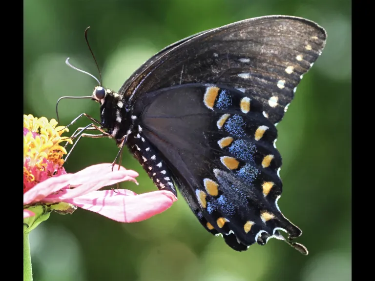 A Spicebush Swallowtail butterfly at Breakneck Hill Conservation Land in Southborough, photographed by Steve Forman.