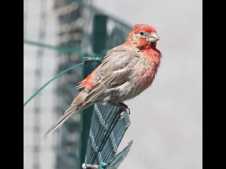 A House Finch at Breakneck Hill Conservation Land in Southborough, photographed by Steve Forman.