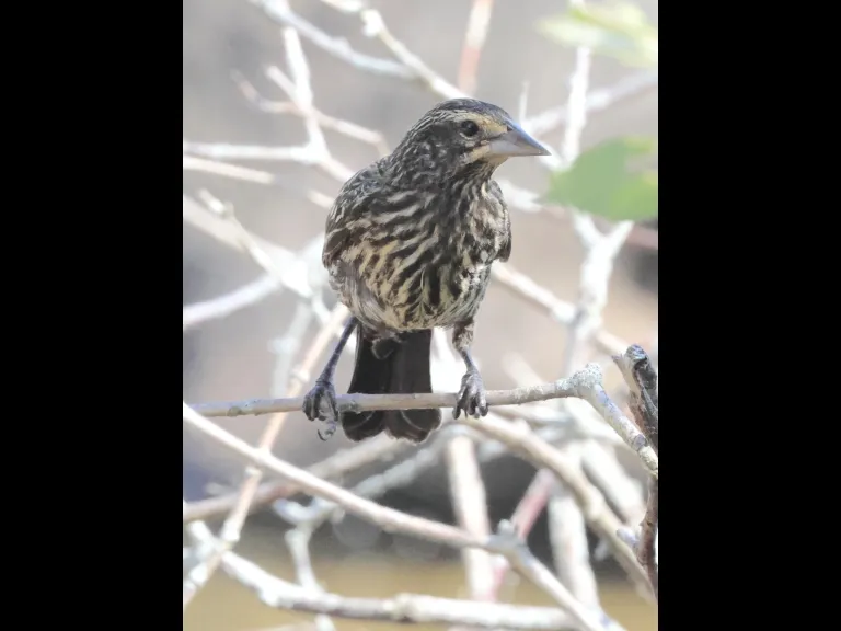 A Red-winged Blackbird at Hager Pond in Marlborough, photographed by Steve Forman.