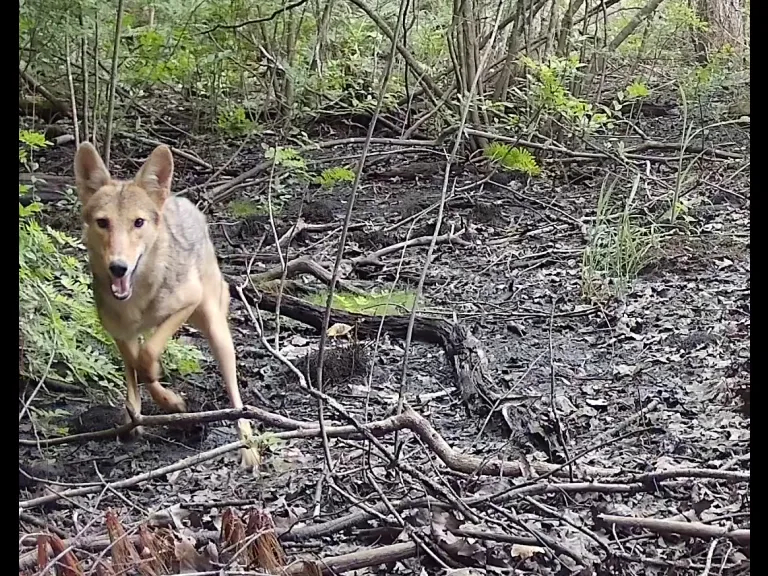 A Coyote in Framingham, photographed with an automatically triggered wildlife camera by Margaret McKane.