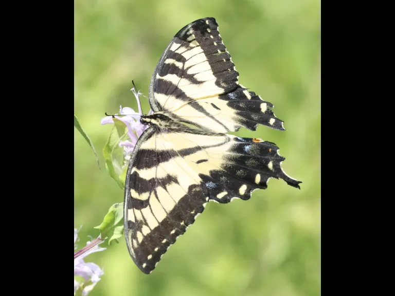 An Eastern Tiger Swallowtail butterfly at Breakneck Hill Conservation Land in Southborough, photographed by Steve Forman.