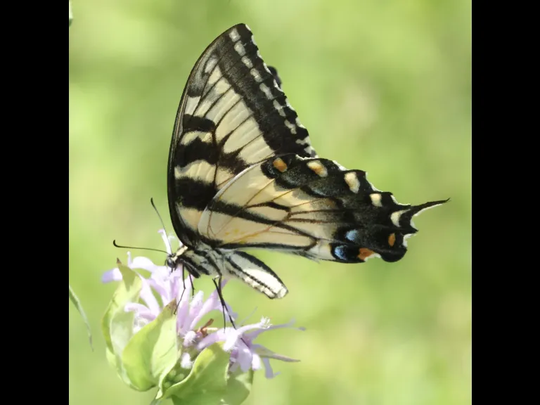 An Eastern Tiger Swallowtail butterfly at Breakneck Hill Conservation Land in Southborough, photographed by Steve Forman.