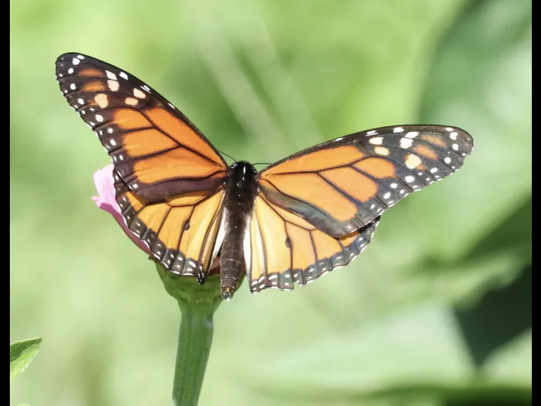 A Monarch butterfly at Breakneck Hill Conservation Land in Southborough, photographed by Steve Forman.