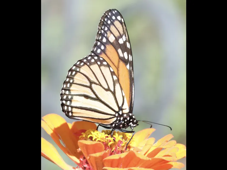 A Monarch butterfly at Breakneck Hill Conservation Land in Southborough, photographed by Steve Forman.