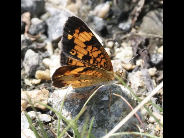A Pearl Crescent at Breakneck Hill Conservation Land in Southborough, photographed by Steve Forman.