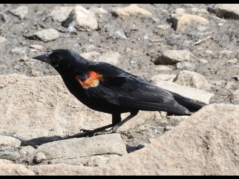 A Red-winged Blackbird at Hager Pond in Marlborough, photographed by Steve Forman.