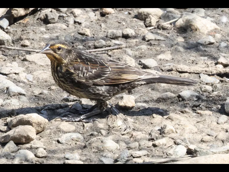 A Red-winged Blackbird at Hager Pond in Marlborough, photographed by Steve Forman.