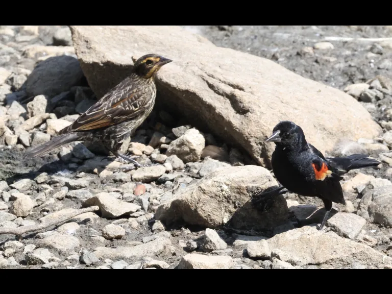 Red-winged Blackbirds at Hager Pond in Marlborough, photographed by Steve Forman.