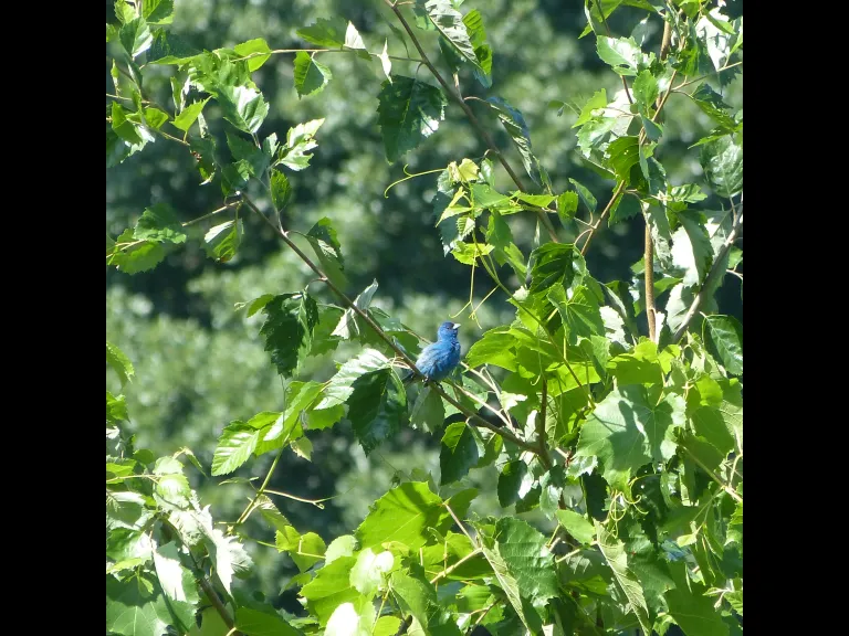 An Indigo Bunting in Concord, photographed by Terri Ackerman.