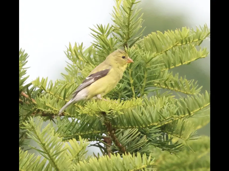 An American Goldfinch at Breakneck Hill Conservation Land in Southborough, photographed by Steve Forman.