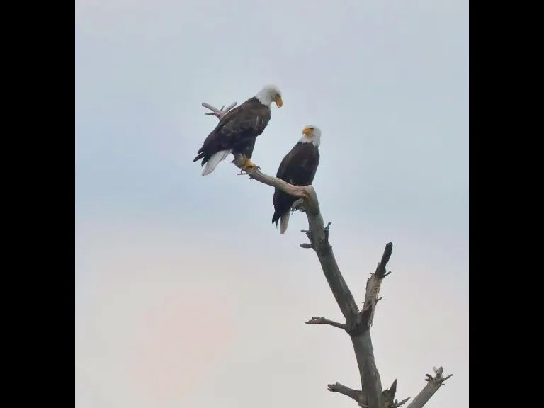 Bald Eagles at the Sudbury Reservoir in Southborough, photographed by Steve Forman.