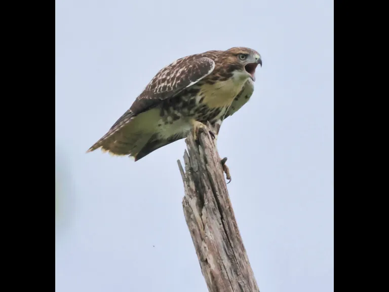 A Red-tailed Hawk at Breakneck Hill Conservation Land in Southborough, photographed by Steve Forman.
