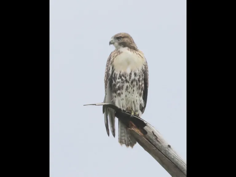 A Red-tailed Hawk at Breakneck Hill Conservation Land in Southborough, photographed by Steve Forman.