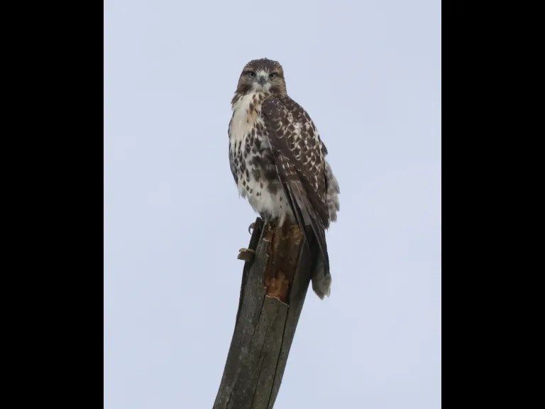A Red-tailed Hawk at Breakneck Hill Conservation Land in Southborough, photographed by Steve Forman.
