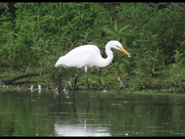 A Great Egret at Hager Pond in Marlborough, photographed by Steve Forman.