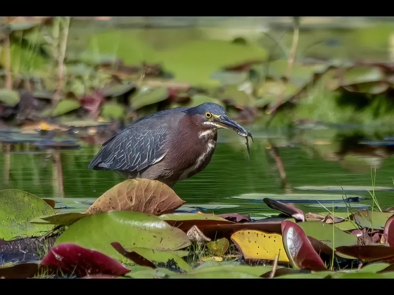 A Green Heron in Northborough, photographed by Nancy Szostak Wright.
