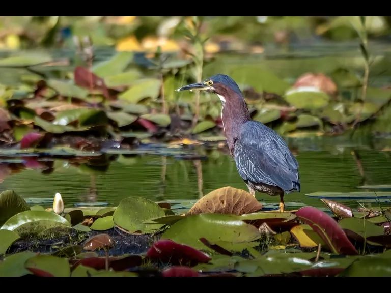 A Green Heron in Northborough, photographed by Nancy Szostak Wright.