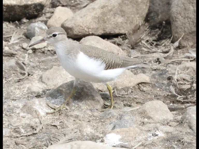 A Spotted Sandpiper at Hager Pond in Marlborough, photographed by Steve Forman.