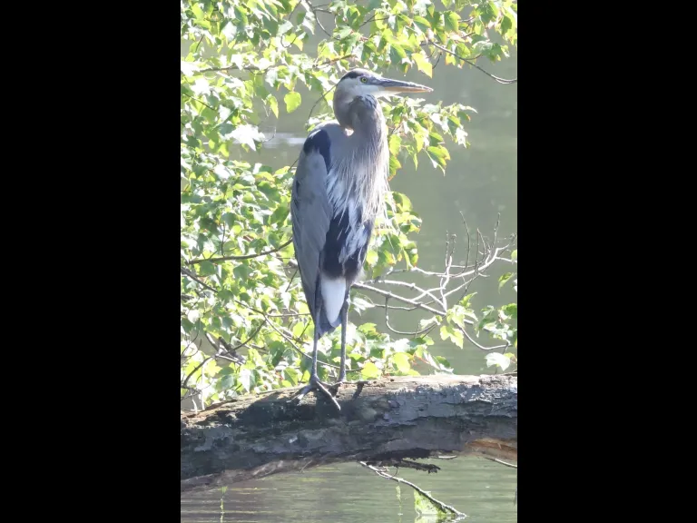 A Great Blue Heron at Hager Pond in Marlborough, photographed by Steve Forman.