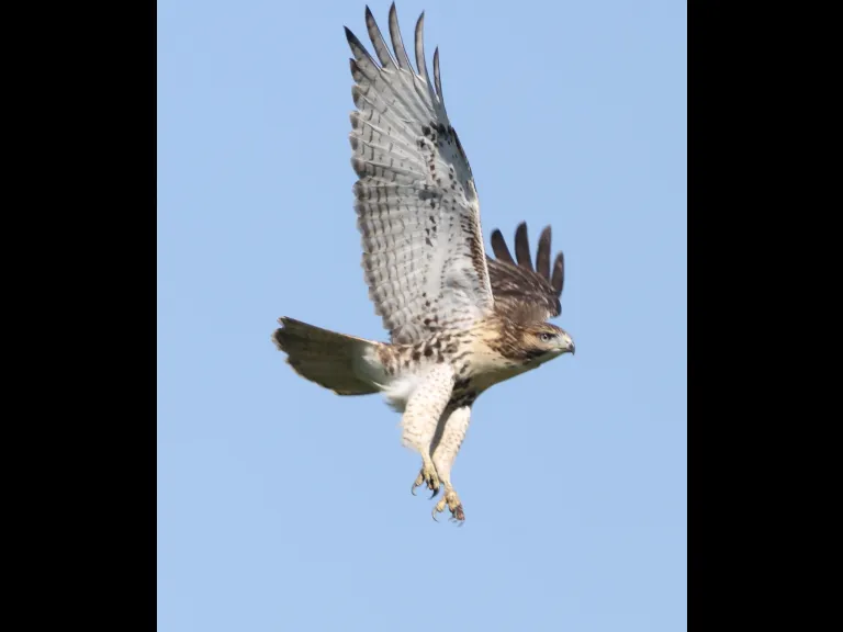 A Red-tailed Hawk at Breakneck Hill Conservation Land in Southborough, photographed by Steve Forman.