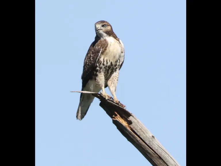 A Red-tailed Hawk at Breakneck Hill Conservation Land in Southborough, photographed by Steve Forman.