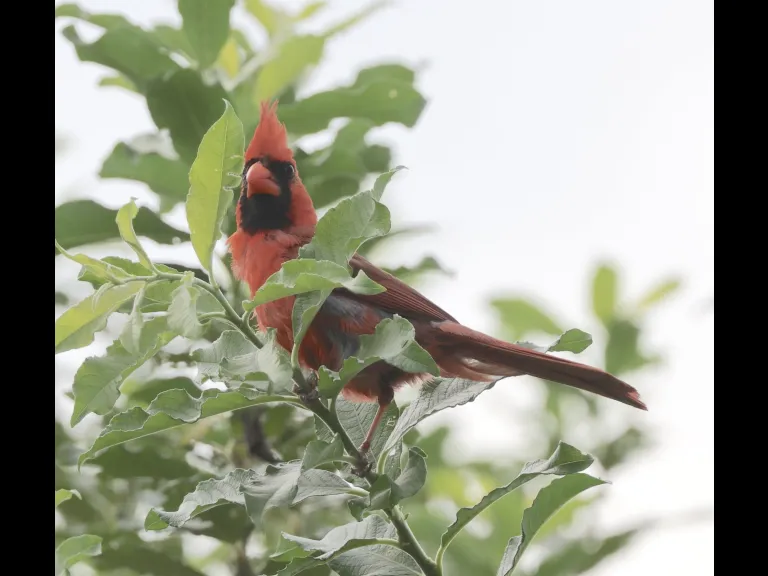 A Northern Cardinal at Breakneck Hill Conservation Land in Southborough, photographed by Steve Forman.