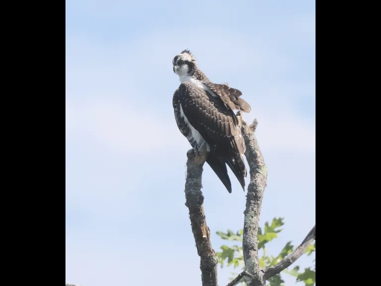 An Osprey at Hager Pond in Marlborough, photographed by Steve Forman.