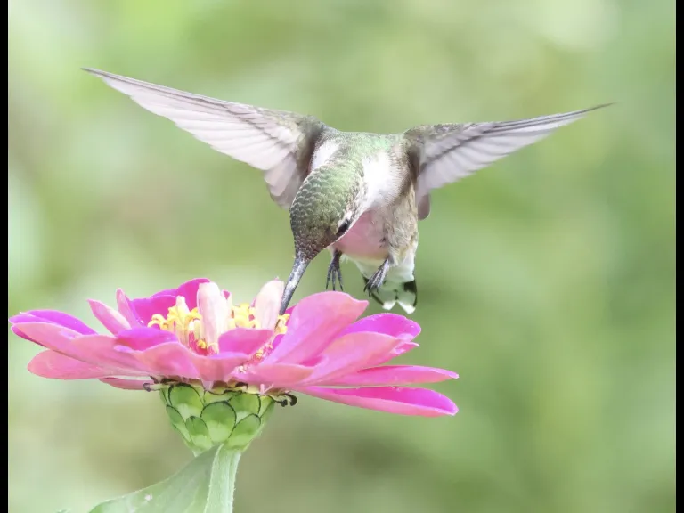 A Ruby-throated Hummingbird at Breakneck Hill Conservation Land in Southborough, photographed by Steve Forman.