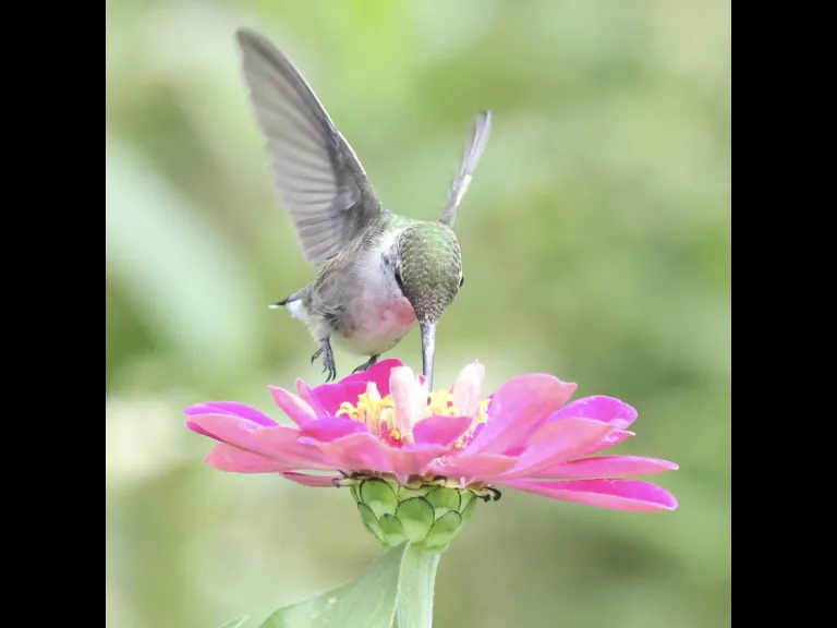 A Ruby-throated Hummingbird at Breakneck Hill Conservation Land in Southborough, photographed by Steve Forman.