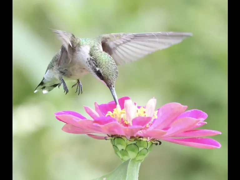 A Ruby-throated Hummingbird at Breakneck Hill Conservation Land in Southborough, photographed by Steve Forman.