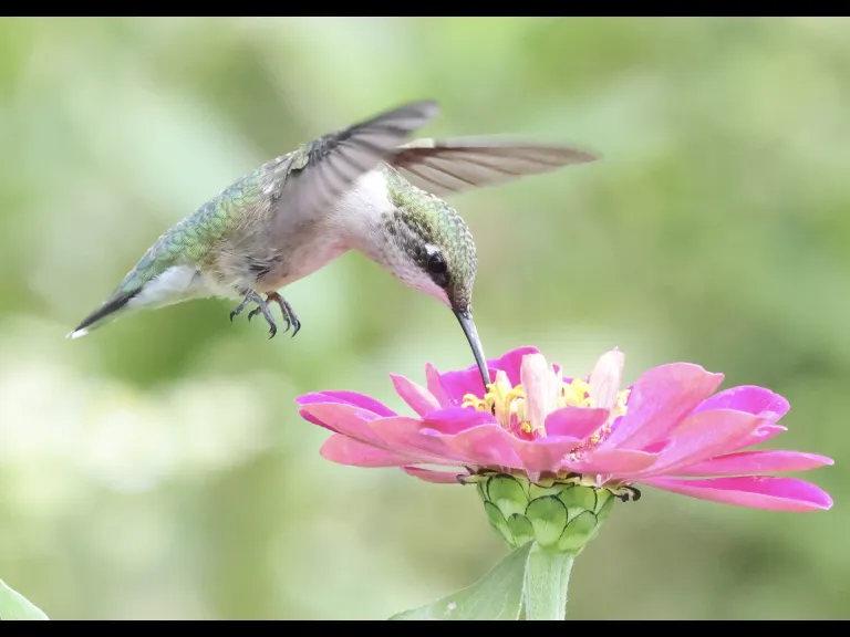 A Ruby-throated Hummingbird at Breakneck Hill Conservation Land in Southborough, photographed by Steve Forman.