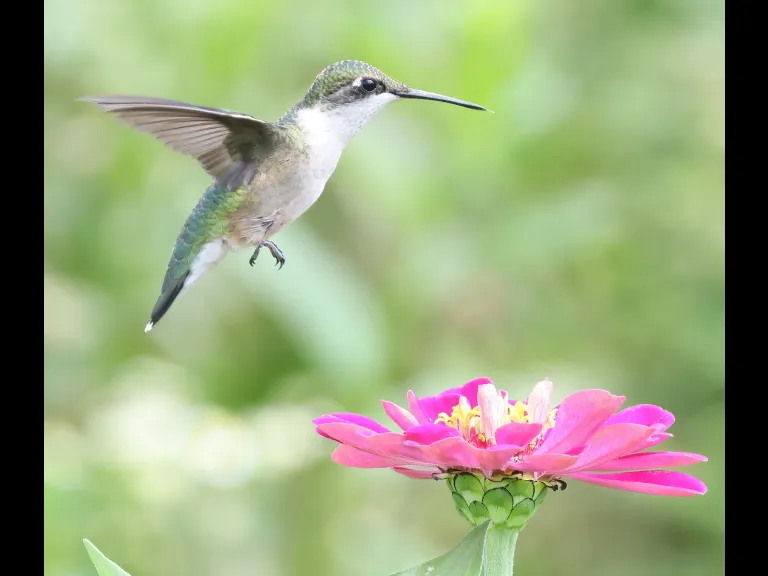 A Ruby-throated Hummingbird at Breakneck Hill Conservation Land in Southborough, photographed by Steve Forman.