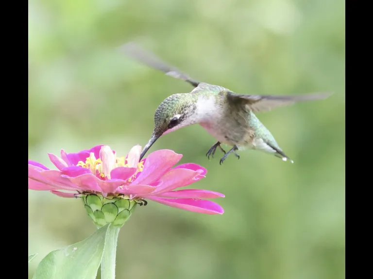 A Ruby-throated Hummingbird at Breakneck Hill Conservation Land in Southborough, photographed by Steve Forman.