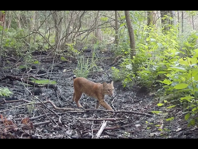 A Bobcat in Framingham, photographed with an automatically triggered wildlife camera by Margaret McKane.