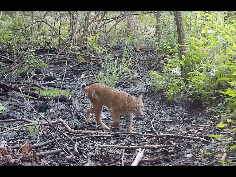 A Bobcat in Framingham, photographed with an automatically triggered wildlife camera by Margaret McKane.