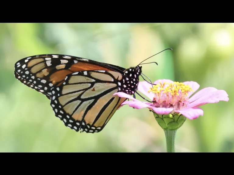 A Monarch butterfly at Breakneck Hill Conservation Land in Southborough, photographed by Steve Forman.