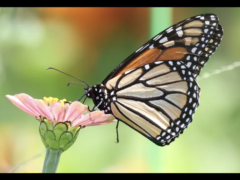 A Monarch butterfly at Breakneck Hill Conservation Land in Southborough, photographed by Steve Forman.